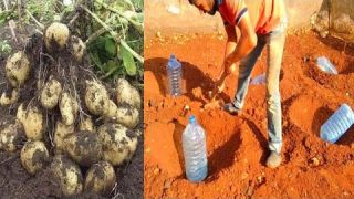 زراعة البطاطا في حديقة المنزل  Potato cultivation