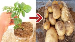 اسهل طريقة لزراعة البطاطا
