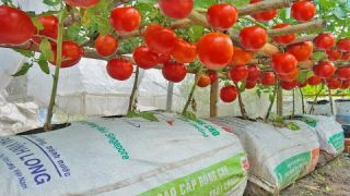 Grow tomatoes for your family with this method, you won't have to buy tomatoes anymore