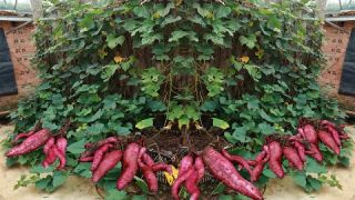 Tubers will be large and abundant - If you grow sweet potatoes in a plastic basket with this medium