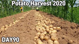 맛있는 노지 감자 수확♥ㅣPotato Harvest 2020